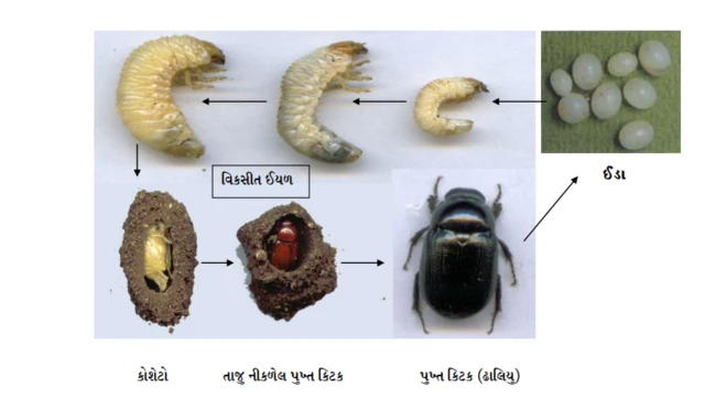 મુંડાથી રોગ કેવી રીતે થાય છે?
