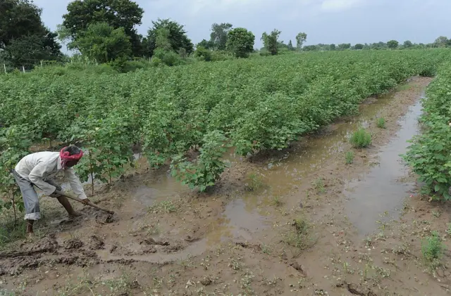 ખેતી, જમીન, સુધારો, ગુજરાત સરકાર, બીબીસી ગુજરાતી, ગુજરાતી, ગુજરાતમાં ખેતી, ખેતની જમીન