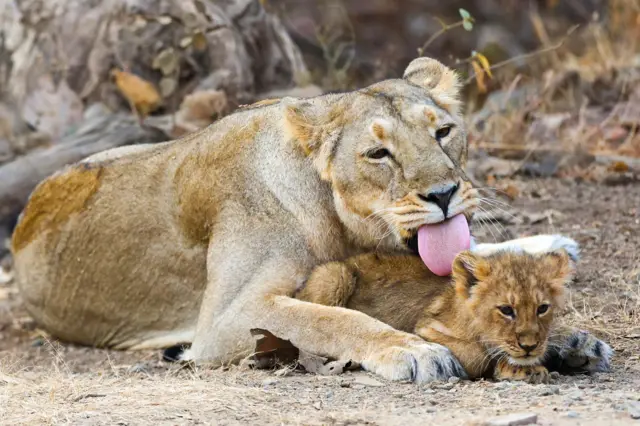 પ્રોજેક્ટ લાયન શું છે, સિંહો, સાસણ ગીર, ગીર સોમનાથ જૂનાગઢ, નરેન્દ્ર મોદી, વાઇલ્ડ લાઇફ બોર્ડ, પ્રોજેક્ટ સ્તરે કામ, બીબીસી ગુજરાતી, બીબીસી ન્યૂઝ ગુજરાતી 