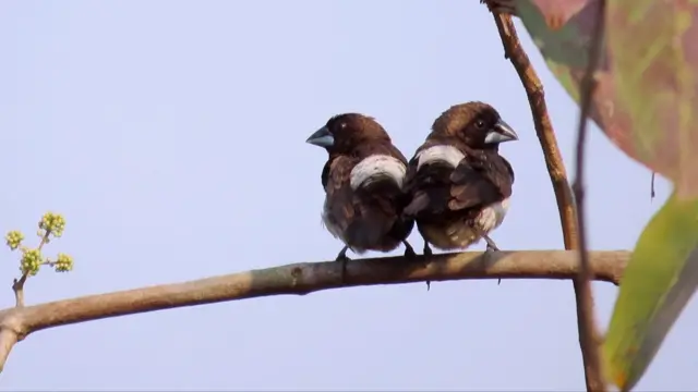 डोडामार्गचं घनदाट जंगल या नव्या अधिसूचनेतून वगळण्यात आलं आहे.