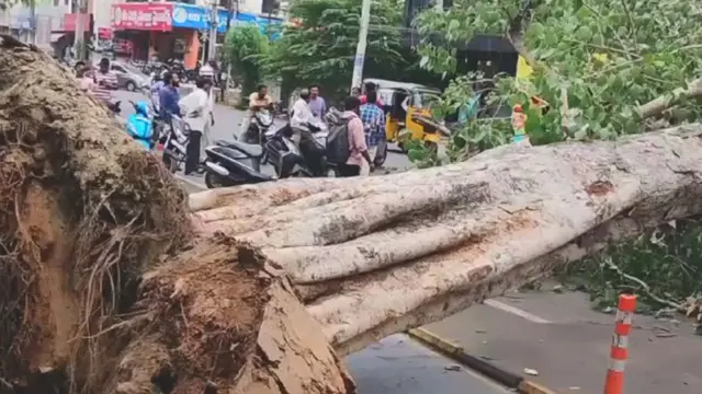 కూలిన వృక్షం