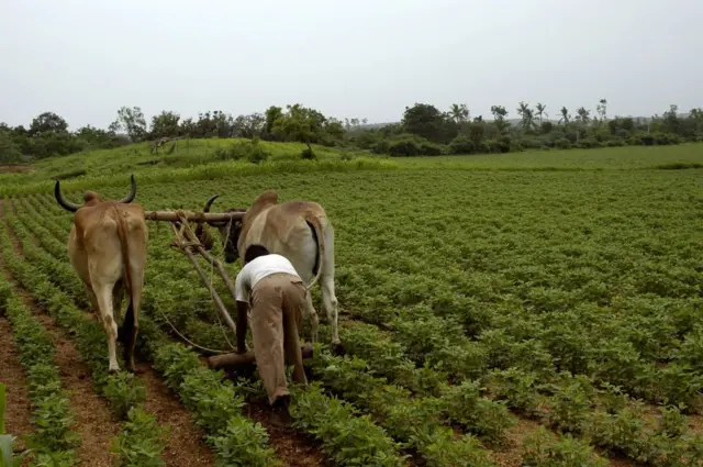 ચોમાસું, મગફળી, વરસાદ, વરસાદથી નુકસાન, ખેતી, કપાસ, બીબીસી ગુજરાતી, સૌરાષ્ટ્ર