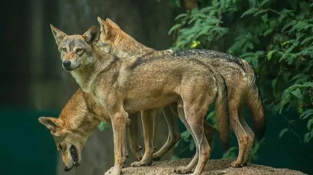 ஓநாய்கள் 