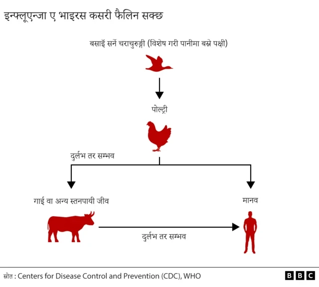 बर्ड फ्लू कसरी सर्छ भनेर देखाइएको चित्र