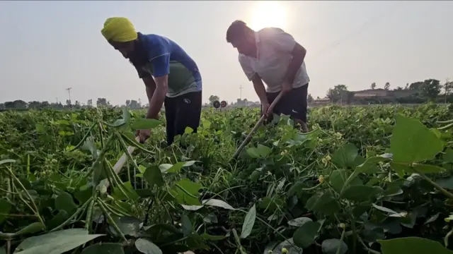 ਸਤਵਿੰਦਰ ਸਿੰਘ, ਹਰਵਿੰਦਰ ਸਿੰਘ