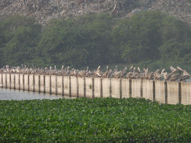 கொடுங்கையூர் எரி உலை திட்டம், கொடுங்கையூர் குப்பைக் கிடங்கு 