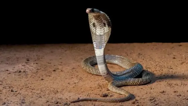 ਕੋਬਰਾ ਸੱਪ