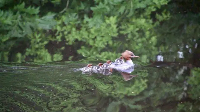 কার্ট নদীতে এই ছবিটি তুলেছেন মারডো ম্যাকমিলান