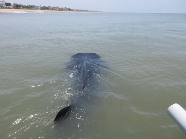 திமிங்கலச் சுறா, சென்னை, மீன்கள், கடல், புதுச்சேரி