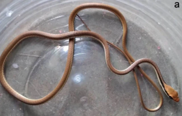 ઇસ્ટર્ન બ્રોન્ઝબેક ટ્રી સ્નેક 