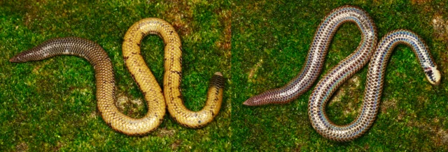 රක්වාන කඳු වැටිය ආශ්‍රිතව රයිනෝෆිස් මාටින් විශේෂය සොයාගෙන ඇති අතර රයිනෝෆිස් ඩිනර්සාර්ඩේ හඳුනා ගැනීමට හැකිව ඇත්තේ නකලස් කඳුවල බටහිර බෑවුම් ආශ්‍රිතවයි.