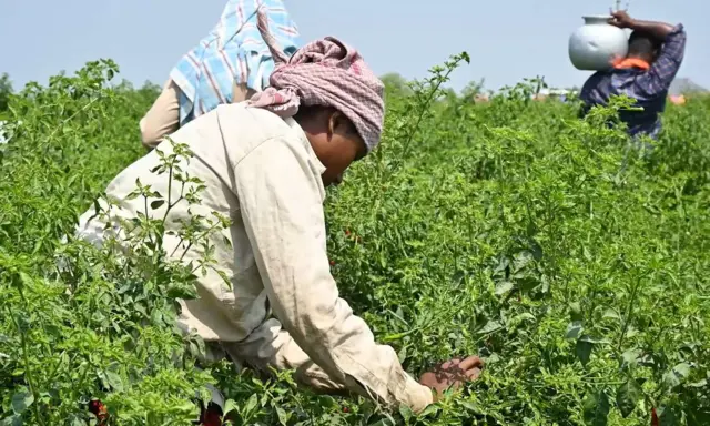 మిర్చి సాగు