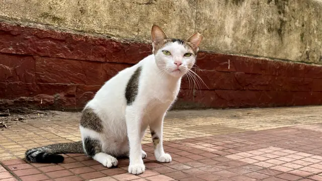 पाळीव प्राण्यांबाबत त्रास देणाऱ्या किंवा भेदभाव करणाऱ्या व्यक्तींवर कायदेशीर व दंडात्मक कारवाई होऊ शकते असे पालिकेने सांगितले आहे.