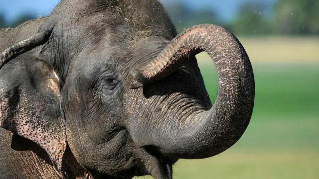 ''ඒ වනජීවී කලාපයේ අය අල්ලාගෙන පක්ෂයකට සම්බන්ධ මිනිස්සු ටිකක් තමයි මේ වැඩේ කරගෙන ගිහින් තියෙන්නේ.''