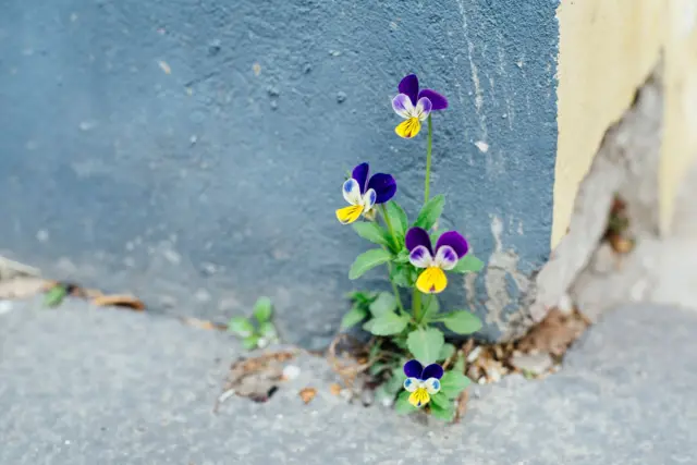 Flores crescendo no cimento