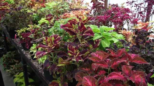 Filas y filas de plantas, de una gama de colores que incluye verde, morado y rosa, están colocadas en mesas en los invernaderos dentro del jardín amurallado.