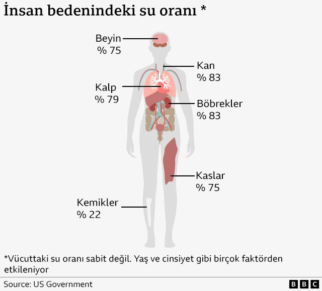 insan bedenindeki su oranını gösteren grafik.