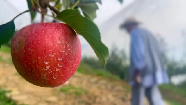 ਹਿਮਾਚਲੀ ਸੇਬ