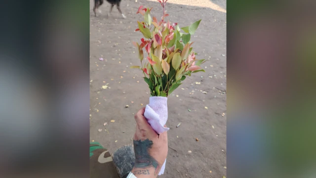 နွယ်ရုံရွာက ဒေသခံတွေကြိုဆိုတဲ့သပြေပန်း