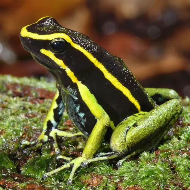 Чорна жаба з жовтими смужками і зеленими лапами на моху