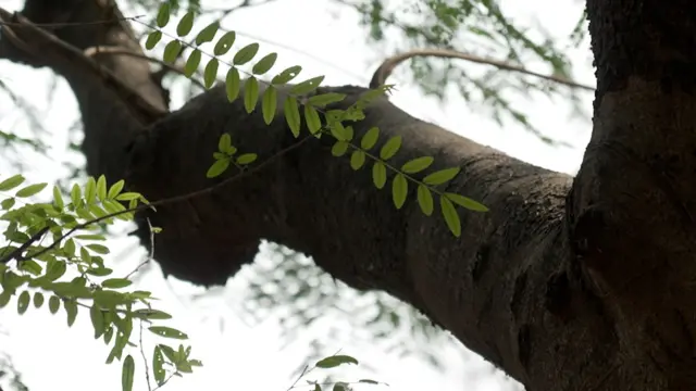 नाशिकच्या तपोवनातली झाडं