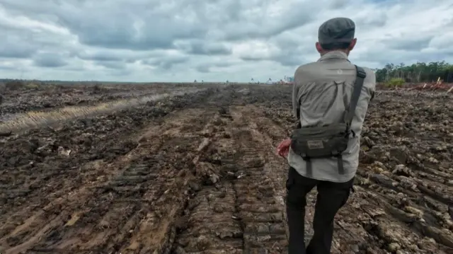 Proyek strategis nasional, food estate, merauke, papua selatan, Yayasan Pusaka