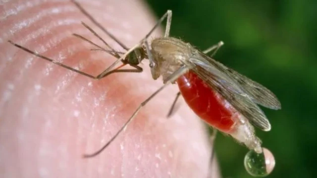 கொசுக்கள், மனிதர்கள், உடல் நலம், இயற்கை
