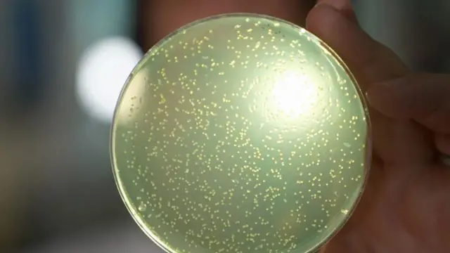 ہیومن جینوم پراجیکٹ