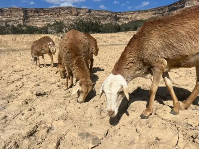 ብሕሱም ድርቂ ዝገሃፅ ሳዕሪ ዝሰኣና ጥሪት