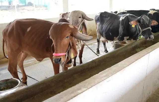 ગુજરાત બાયોગૅસ પ્લાન્ટ, મુજકુવા ગામ