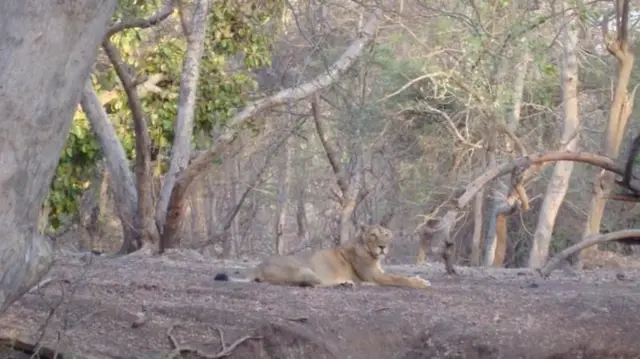 एक एशियाई शेर