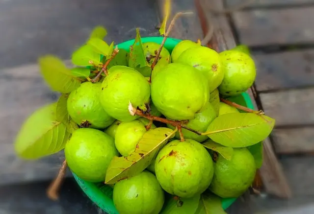 পেয়ারা