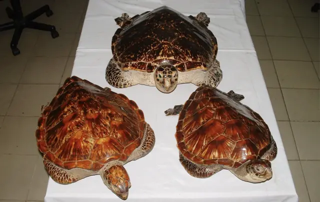 පරිසර සංරක්ෂණ දර්ශකයට අනුව (The Nature Conservation Index - 2024) රටවල් 180ක් අතරින් වඩාත්ම නරක රටවල් පහට ඉන්දියාව ඇතුලත් වේ. 