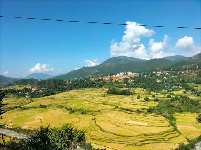 बैतडीको पाटनमा पहेँलपुर धानबाली