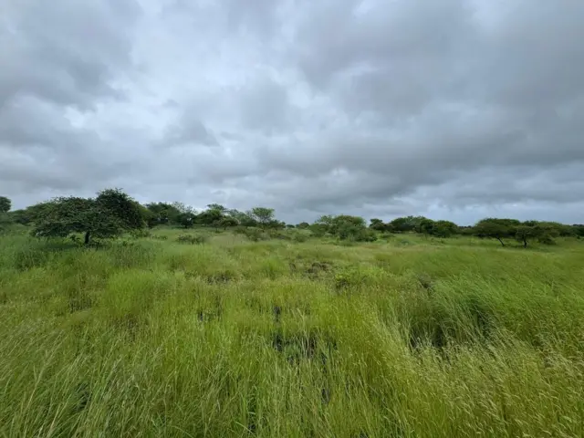 દેશી કુવાડીયો નુકસાનકારક કેમ, વિદેશી પ્રજાતિ કુંવાડિયાને કેવી રીતે કાઢવો, રાજકોટ અને ગીરનાર સૌરાષ્ટ્રમાં ખેડૂતો પશુપાલકો અને માલધારીઓમાં ચિંતા, Senna tora Senna uniflora, બીબીસી ગુજરાતી કૃષિ સમાચાર