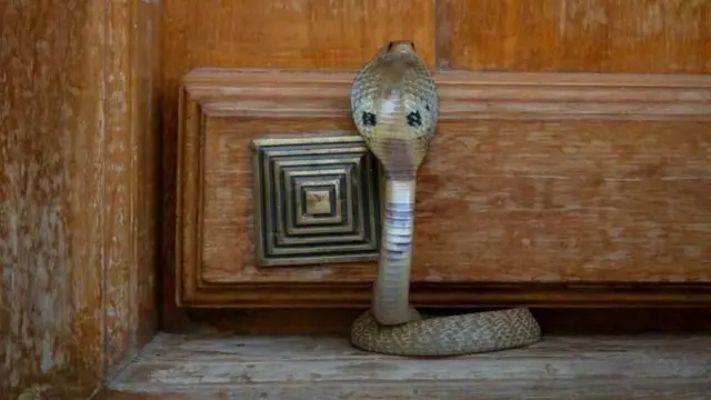 ચોમાસા દરમિયાન સાપ વધુ કરડે, સાપ કરડે શું કરવું, ભારત ગુજરાત અને વિશ્વમાં ક્યાં સાપ વધુ કરડે આંકડા, સર્પદંશ, સાપ ડંખ, બીબીસી ગુજરાતી 