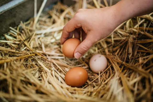 Telur-telur yang dihasilkan dari ayam peliharaan.