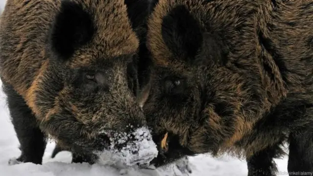 मादी चांगल्या नराचा गंध घेऊ शकते.