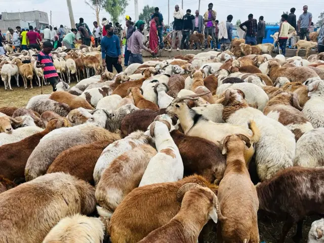 ጠለ በጊዕ ብብዝሒ ኣብ ዕዳጋታት መቐለ ይርኣያ። ኣብዚ ዕለት ዋጋ ድዑል 15  ሽሕ ብር: ማጉላ 12 ሽሕ ብር: ወጠጦ 7 ሽሕ: ምክት 10,000 ሽሕ: ኣርሒዶ 5 ሽሕ ውዒሉ