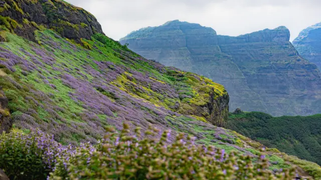 सह्याद्रीच्या रांगेतील कारवी 