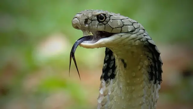 Королівська кобра, Індонезія - стокова фотографія