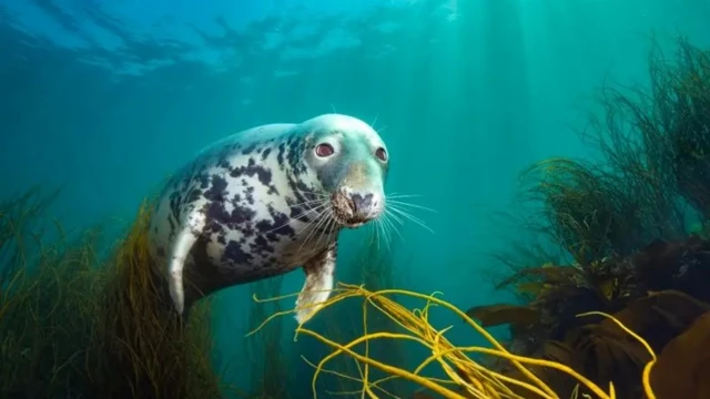 Mischievous seal in award-winning photo 'had put seaweed on head'