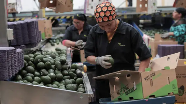 Imagem mostra avocados sendo encaixotados em Periban, no Mxico, para serem exportados para os EUA