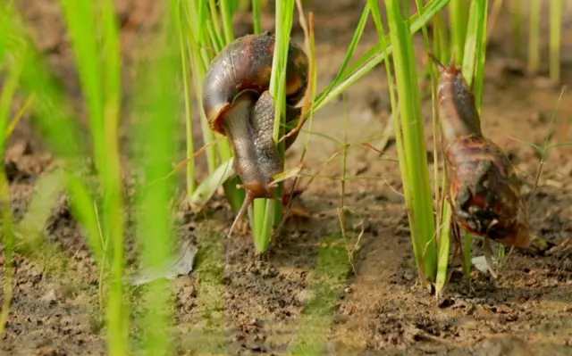 ஆப்ரிக்க நத்தைகள், தமிழ்நாடு, விவசாயிகள், மழை, வானிலை
