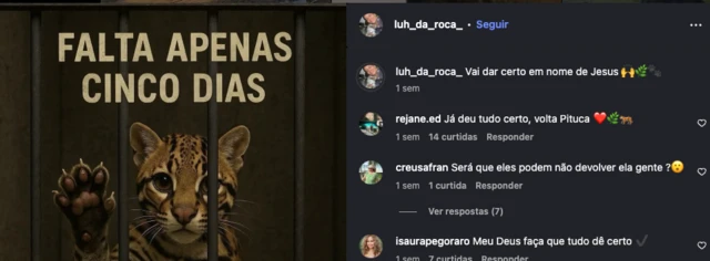 Publicação no Instagram com imagem de jaguatirica e uma contagem regressiva