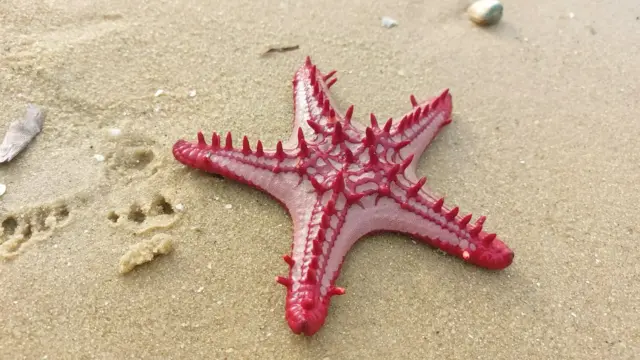 ඇන්ටනි මුලින්ම පෙන්වුයේ විජය කුමාරයා ලංකාවට ගොඩ බසින ලදැයි කියන ස්ථානයයි." අර දුරින් පෙන්නේ එතනට තමයි විජය කුමාරයා ගොඩ බැහැලා තියෙන්නේ.එතන තාමත් තියෙන්නේ රතු පස තමයි. ඊට මෙහායින් තියෙන්නේ පුක්කුලම , පලුගහතුරේ කියන ගම්මාන.