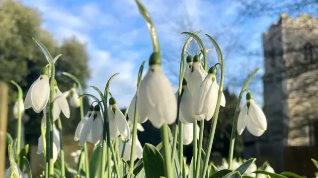Flores de campanilla de invierno fotografiadas en el exterior de una iglesia en un día soleado. La torre de la iglesia se puede ver a lo lejos, a la derecha.
