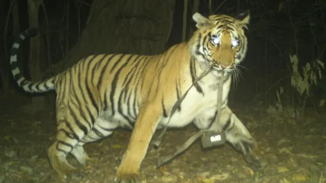क्यामरामा देखिएको बाघ