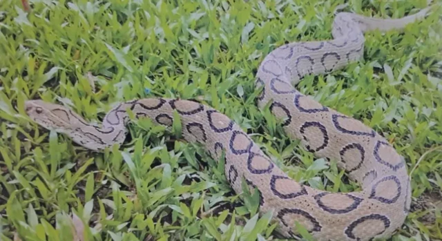 બાંગ્લાદેશ, સાપ