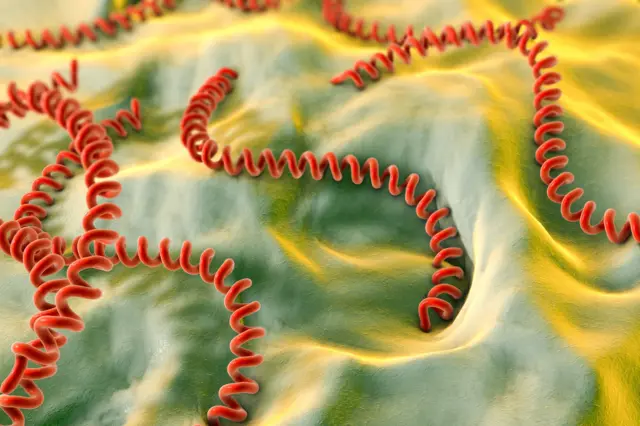 ਲੈਪਟਸਪਾਇਰੋਸਿਸ ਬੈਕਟੀਰੀਆ